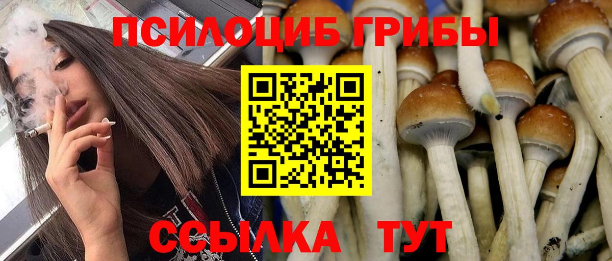 Галлюциногенные грибы MAGIC MUSHROOMS  купить наркотик  Елизово  Вход с VPN 